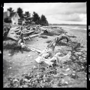 driftwood