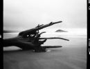 driftwood